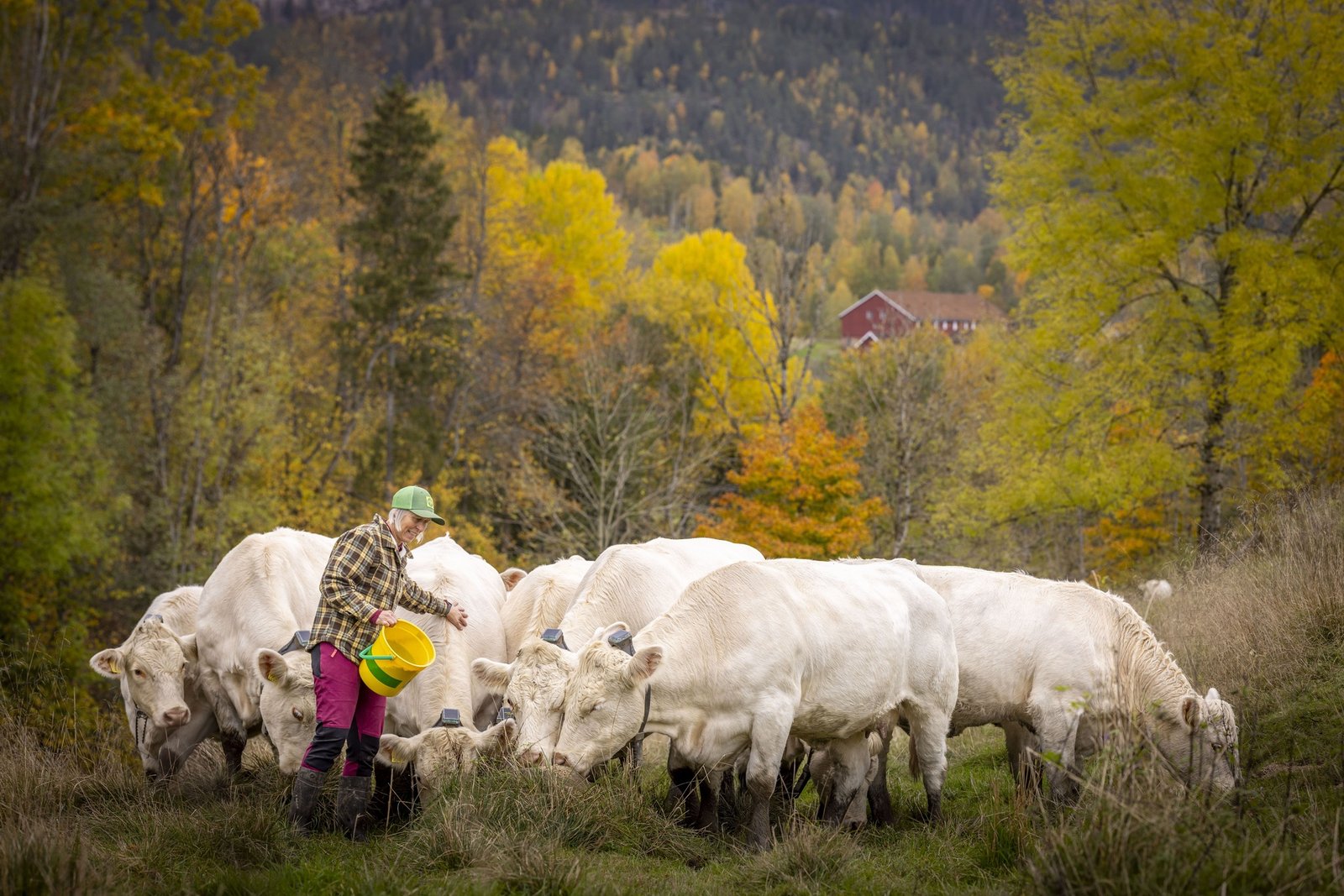 Torill og kvigene på beite ved Helgerud Gård i Lier en høstdag